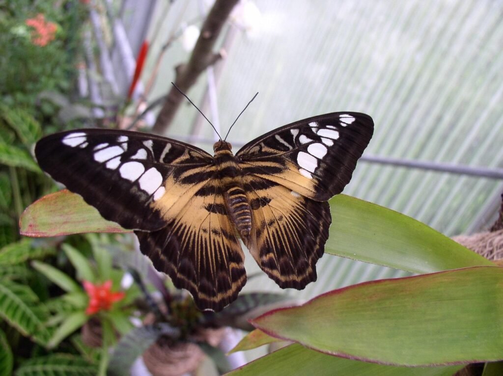 Schmetterling im Maximilianpark Hamm – Symbol für Vielfalt und internationale Übersetzungsdienste von Nachtigal Services.